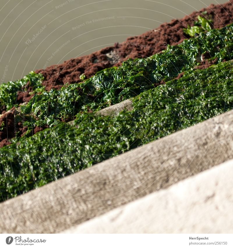 Slippery when wet Water Foliage plant Algae River bank Stairs Green Channel Access Smoothness Natural growth Colour photo Exterior shot Copy Space top