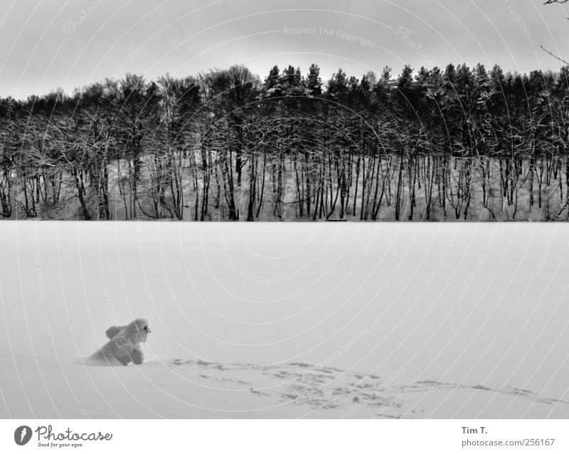 SNOWMAN Winter Ice Frost Snow Tree Lakeside liepnitzsee Joy Snowman Frozen Forest Black & white photo Exterior shot Evening