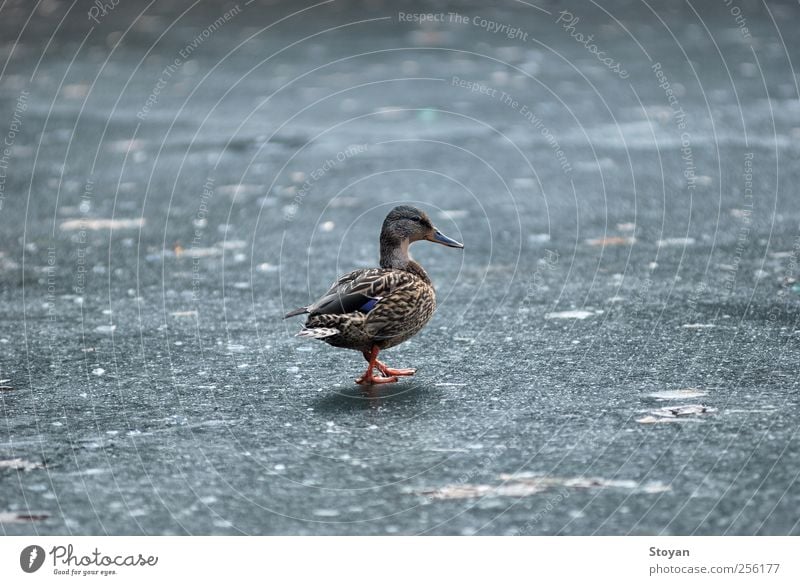 wild duck Tourism Adventure Far-off places Winter Winter vacation Mountain Hiking Environment Nature Landscape Water Climate Weather Bad weather Ice Frost Park