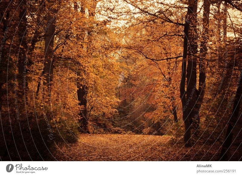 autumn forest Environment Nature Autumn Tree Leaf Forest Brown Yellow Black Forest walk civic park Colour photo Exterior shot Deserted Day Central perspective