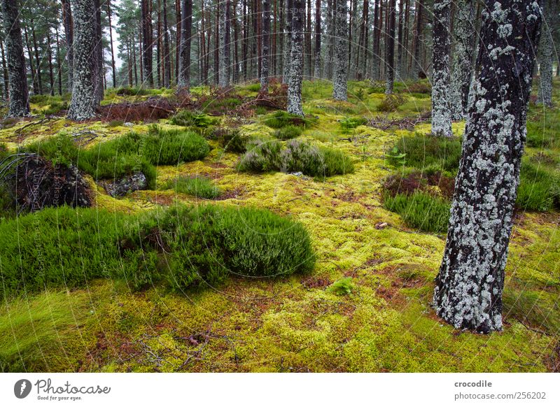 forest Environment Nature Landscape Elements Summer Plant Tree Grass Bushes Moss Virgin forest Exceptional Esthetic Contentment Scotland Highlands Lichen