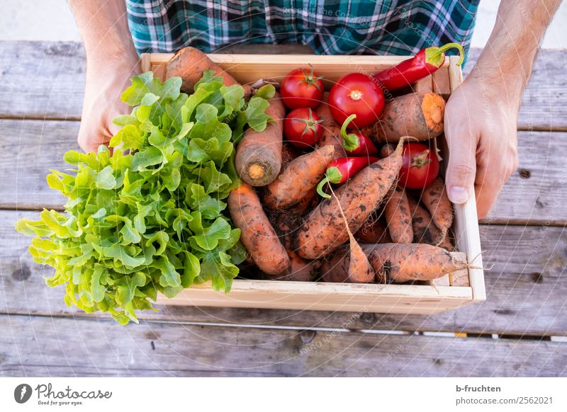 vegetable diversity Food Vegetable Lettuce Salad Organic produce Vegetarian diet Healthy Eating Man Adults Hand Fingers 30 - 45 years Autumn Work and employment