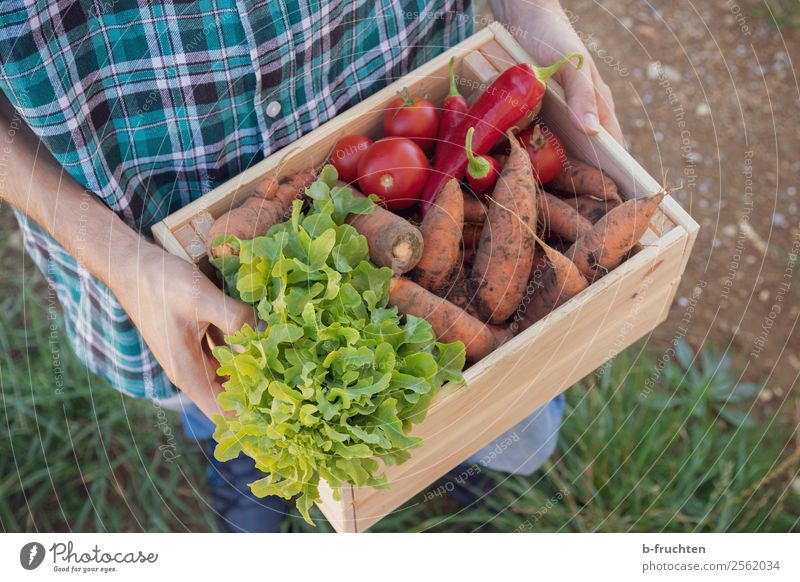 harvest-fresh vegetables Food Vegetable Lettuce Salad Organic produce Vegetarian diet Healthy Eating Agriculture Forestry Man Adults Hand Fingers 1 Human being