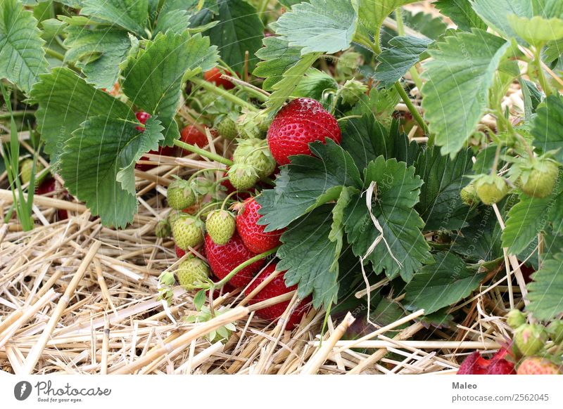 strawberries Strawberry Berries Field Harvest Agriculture Bundle Bushes Delicious Nutrition Food Fresh Garden Green Healthy Eating Landscape Leaf Mature Summer