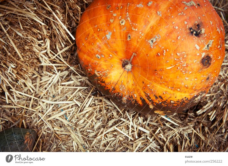 grass widower Food Vegetable Organic produce Vegetarian diet Decoration Feasts & Celebrations Hallowe'en Autumn Fat Large Natural Cute Round Orange Pumpkin