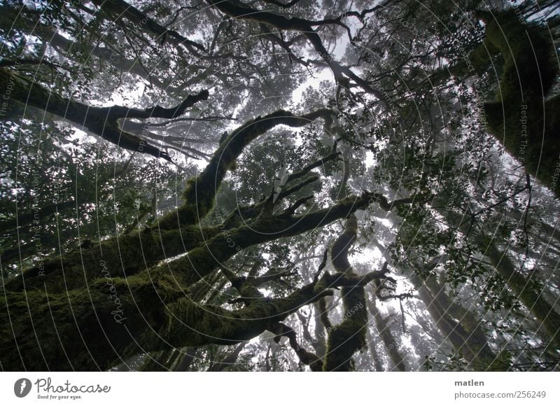 cloud forest Plant Summer Fog Tree Moss Virgin forest Dark Natural Brown Green Climate Juniper Cloud forest Lichen Stretching Aspire Colour photo Subdued colour