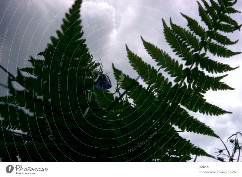 fern Pteridopsida Nature Plant