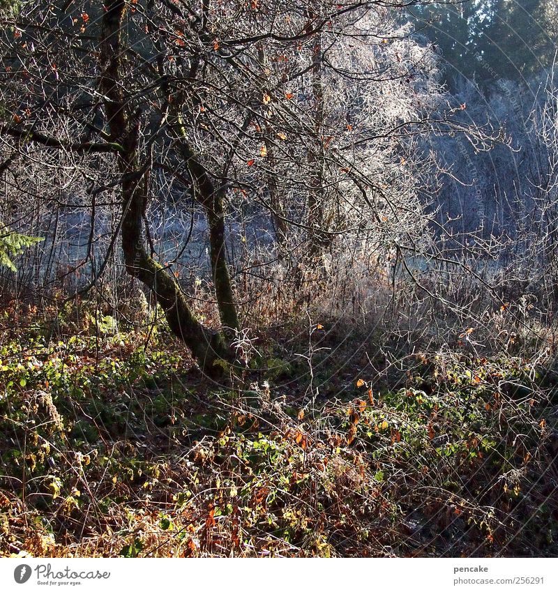 light meets thicket Landscape Sunlight Winter Ice Frost Bushes Forest Rich pasture forest Optimism Hoar frost Colour photo Multicoloured Exterior shot Morning