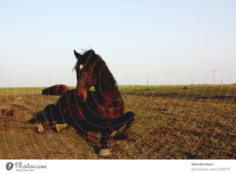 Let's go now! Elegant Leisure and hobbies Trip Adventure Head Legs Nature Landscape Meadow Black-haired Red-haired Hair Animal Horse 2 Lie Serene Comfortable