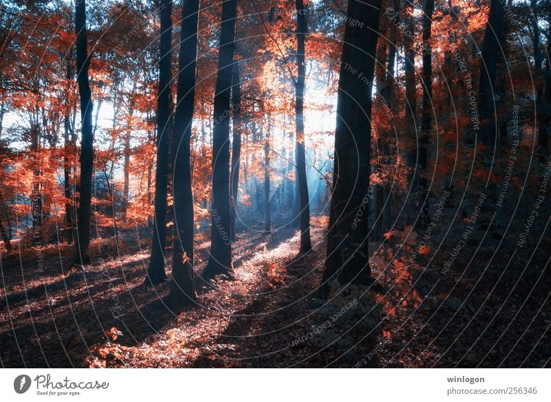 apparent Nature Landscape Plant Sun Sunrise Sunset Sunlight Autumn Tree Leaf Forest Park Red Black White Automn wood Autumn leaves Autumnal Deciduous tree