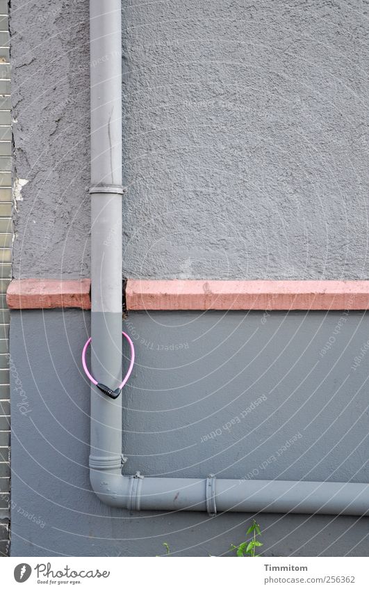 Finally reunited! Foliage plant Heidelberg Downtown Wall (barrier) Wall (building) Downspout Cornice Concrete Hang Esthetic Gray Pink Emotions Together Passion