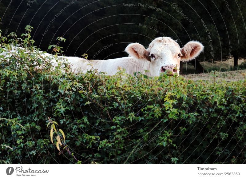 Crossing the border? | Uffbasse! Environment Nature Meadow Animal Cattle 1 Observe Natural Green Black White Watchfulness Hedge Cow Burgundy France Colour photo