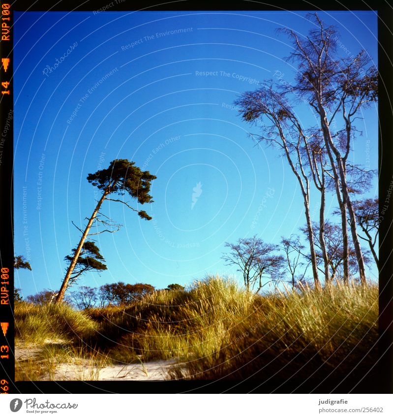 western beach Environment Nature Landscape Plant Climate Beautiful weather Tree Grass Coast Baltic Sea Darss Western Beach Natural Wild Blue Moody Wind cripple