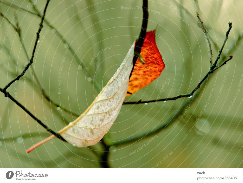 autumn Environment Nature Plant Drops of water Autumn Winter Climate Bad weather Fog Rain Tree Leaf Foliage plant Wood To fall Faded Cold Brown Yellow Green