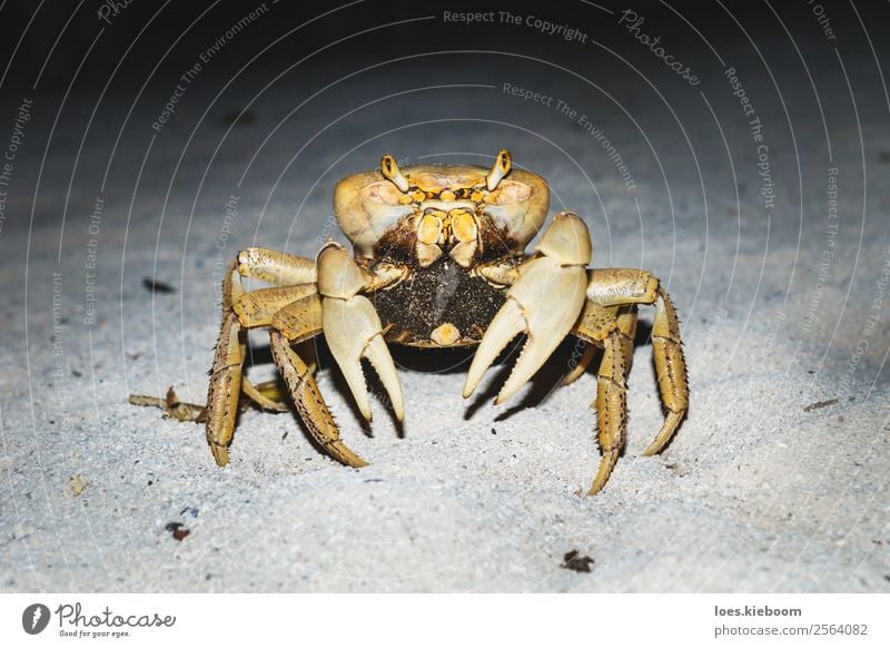 Large orange yellow crab in the night at the beach Summer Beach Island Nature Sand Animal Animal face 1 Elegant Creepy Brown Yellow Bravery Power Willpower