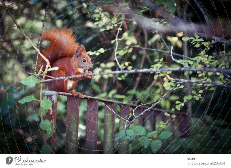 Close-up* Beautiful Garden Environment Nature Landscape Plant Animal Grass Park Meadow Pelt Wild animal To feed Feeding Cute Love of animals Nut Squirrel Rodent