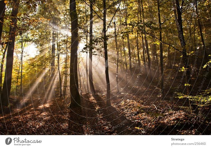 Autumn in the Woods Environment Nature Landscape Sun Sunlight Beautiful weather Fog Tree Leaf Forest Bright "Shafts of sunlight," shafts of sunlight wood glare