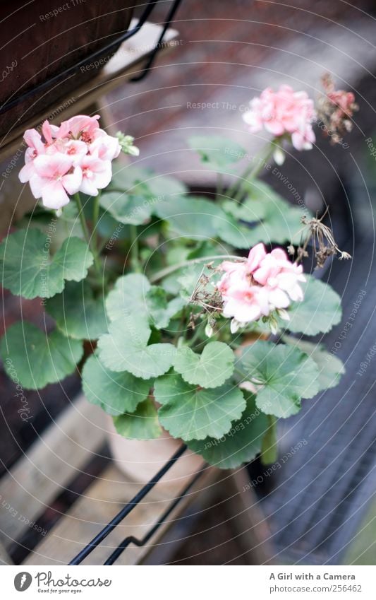 in remembrance of summer Style Flat (apartment) Decoration Nature Flower Geranium Wall (barrier) Wall (building) Facade Backyard Blossoming Fragrance Pink