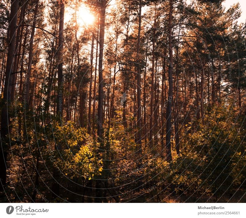 Forest in autumn Nature Sunlight Autumn Weather Tree Brown Red Peace Calm Environment trees autumn colours Square Back-light Sunbeam Colour photo Exterior shot