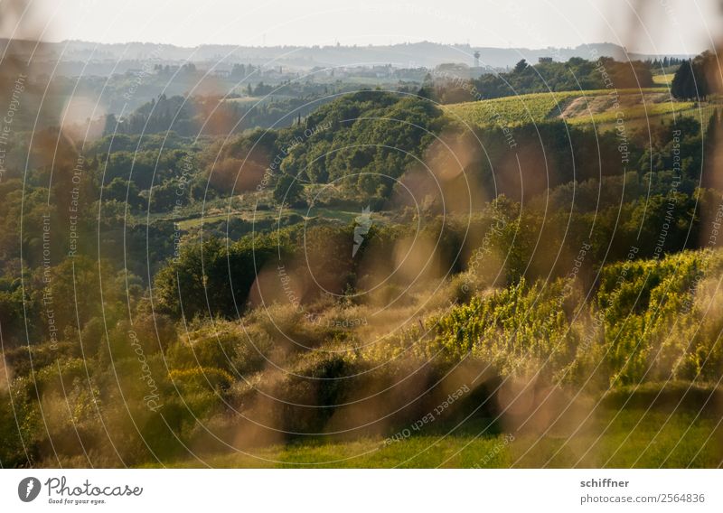 A ramble through Tuscany I Environment Nature Landscape Plant Summer Beautiful weather Tree Grass Bushes Meadow Field Forest Hill Warmth Brown Gold Green Italy