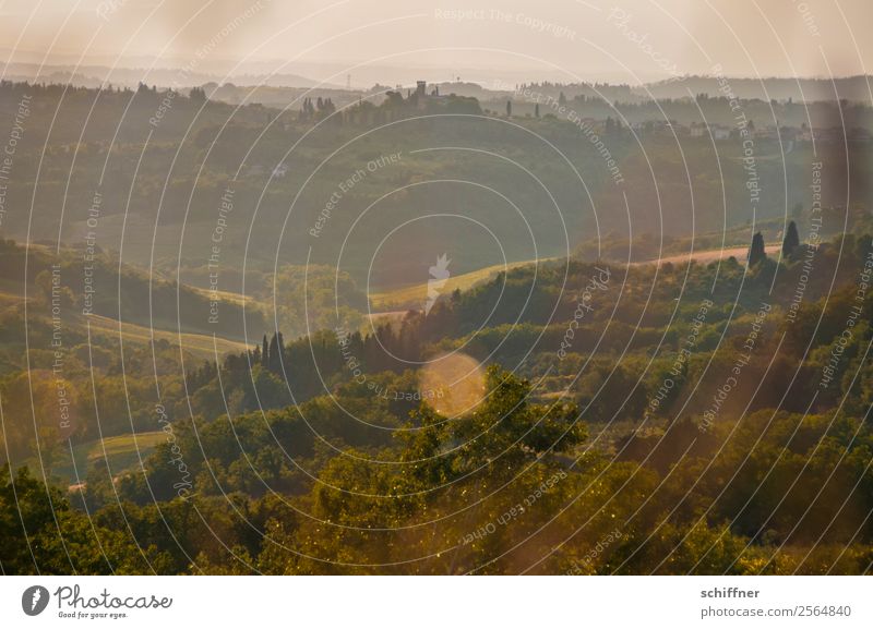 A foray through Tuscany II Environment Nature Landscape Plant Summer Beautiful weather Tree Grass Bushes Meadow Field Forest Warmth Brown Gold Green Italy