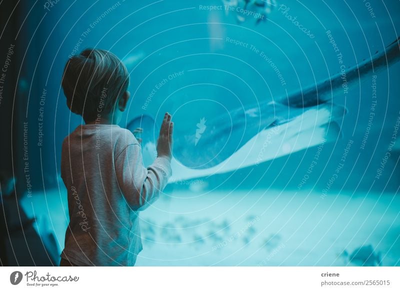 young boy staring at big fish in oceanarium Vacation & Travel Ocean Child Human being Boy (child) Infancy Zoo Nature Water Earth Park Aquarium Observe Dream