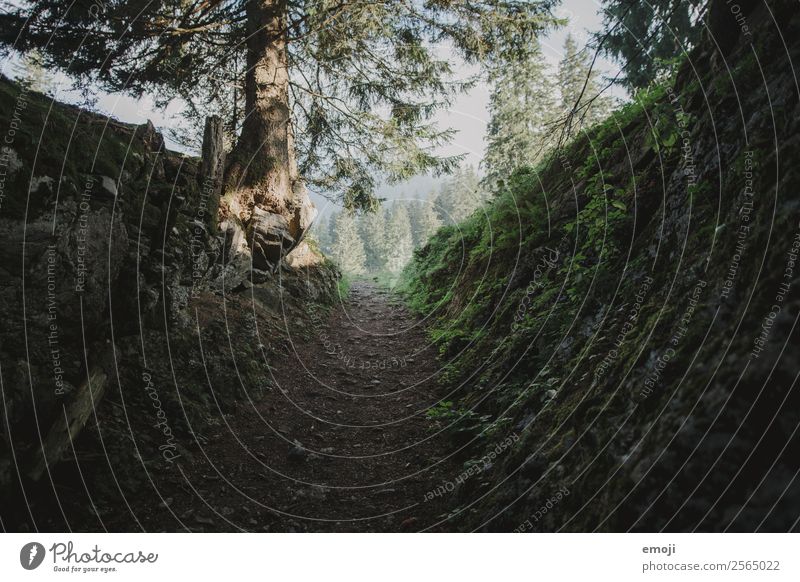 wander Nature Earth Autumn Meadow Lanes & trails Footpath Dark Natural Colour photo Exterior shot Deserted Morning Day Light Shadow Sunlight Low-key