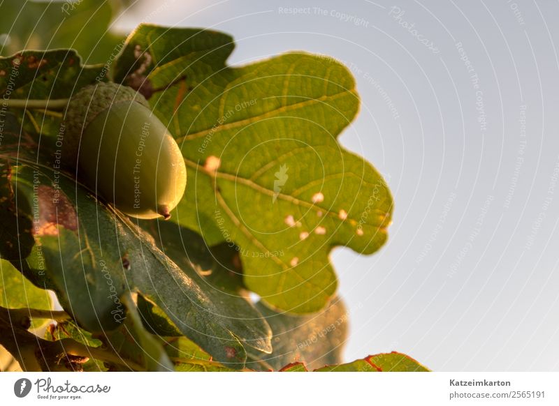 Green glans in sunlight Hiking Garden Environment Nature Animal Sunlight Summer Plant Tree Leaf Foliage plant Park Forest Natural Wild Oak tree Acorn