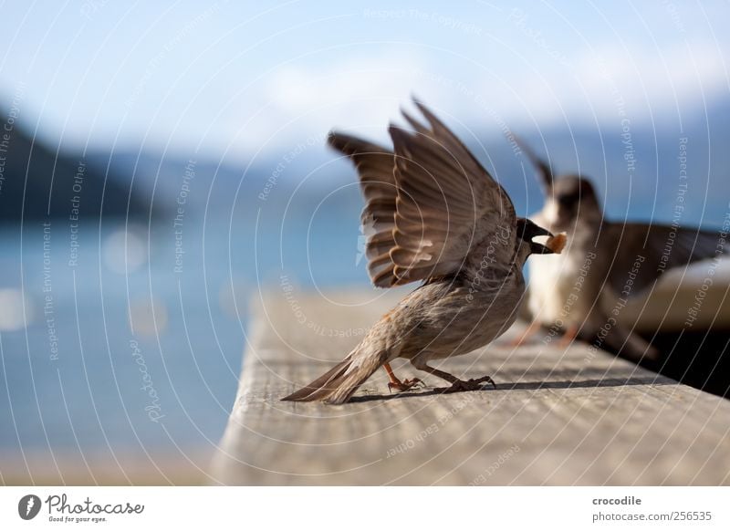 New Zealand 176 Environment Nature Beautiful weather Coast Lakeside Beach Animal Wild animal Bird Sparrow 2 Flying To feed Joy Colour photo Exterior shot