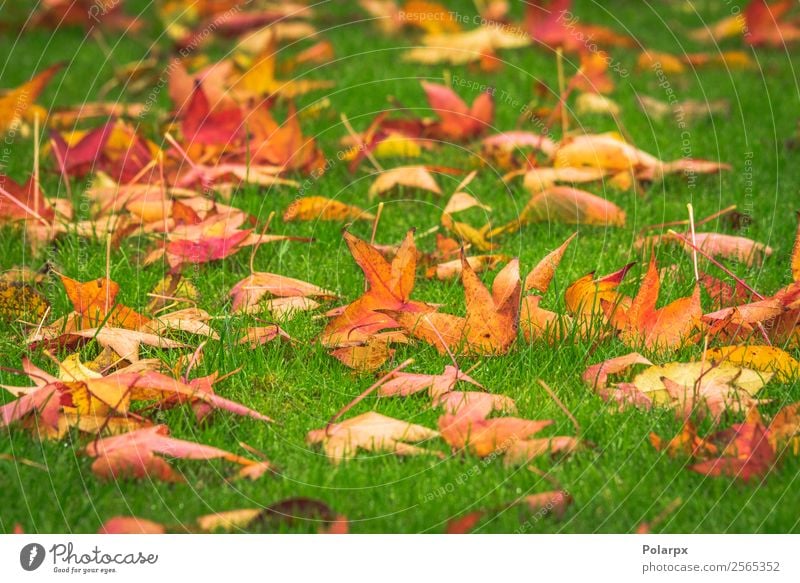 Golden maple leaves on a green lawn Design Beautiful Garden Nature Landscape Plant Autumn Tree Grass Leaf Park Bright Natural Yellow Green Red Colour fall Lawn