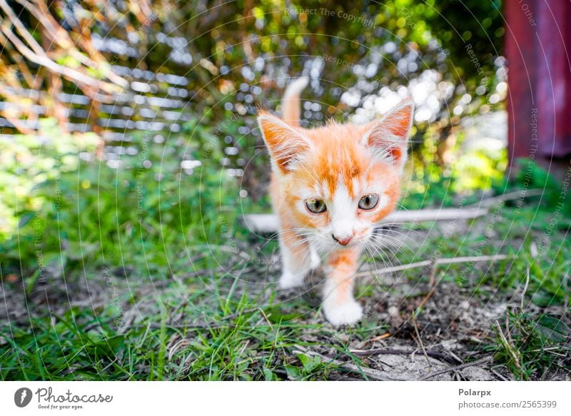 Cute kitten in orange color playing in the backyard Joy Happy Beautiful Playing Summer Garden Baby Friendship Nature Animal Grass Meadow Fur coat Pet Cat Small