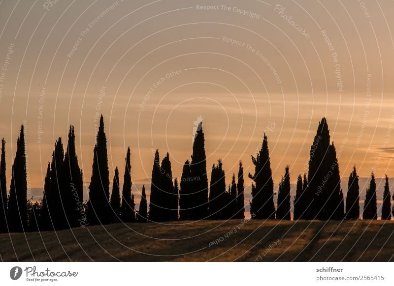 Tuscan dental arch Landscape Plant Sky Sunrise Sunset Sunlight Summer Tree Foliage plant Meadow Field Orange Red Black Cypress Row Sequence Irregular Evening