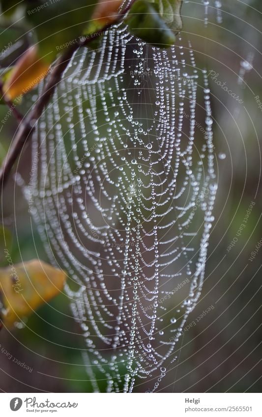 temporarily abandoned ... Environment Nature Drops of water Autumn Fog Plant Leaf Twig Park Spider's web Glittering Hang Wait Esthetic Authentic Uniqueness Cold