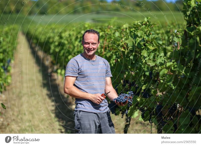 grape harvest Harvest Bunch of grapes Wine press Winegrower Stomping grapes Wine growing Grape harvest Vineyard Work and employment Agriculture Autumn Landscape