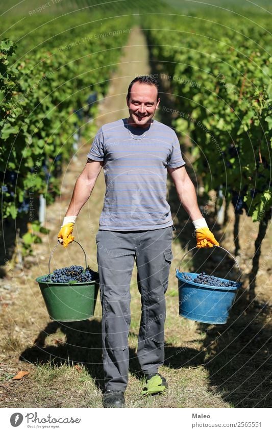 grape harvest Harvest Bunch of grapes Wine press Winegrower Stomping grapes Wine growing Grape harvest Vineyard Work and employment Agriculture Autumn Landscape