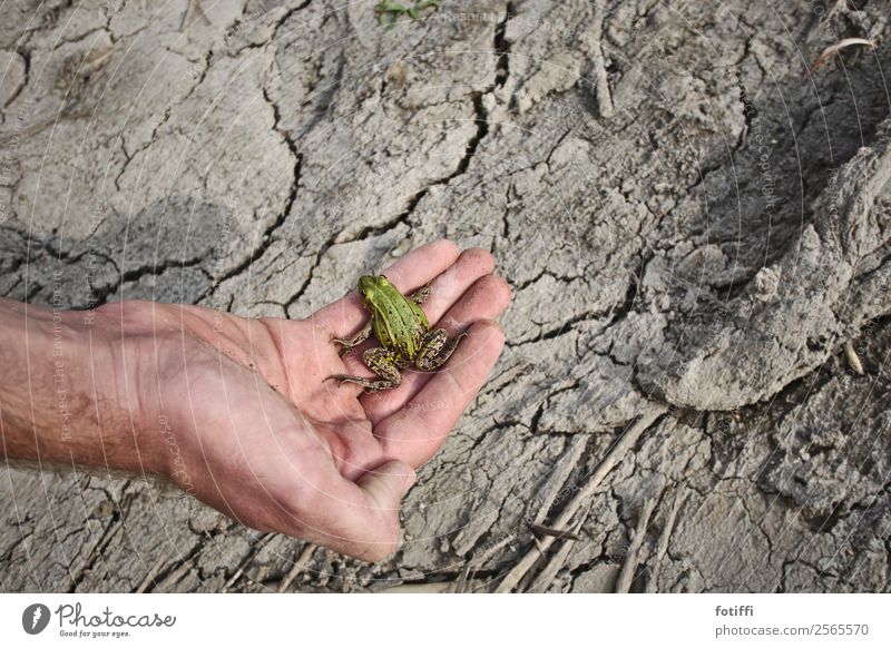 Don't be a frog Climate Warmth Drought Lakeside Pond Animal Frog 1 Sit Slimy Green Shriveled Homeless Hand Perplexed Colour photo Exterior shot