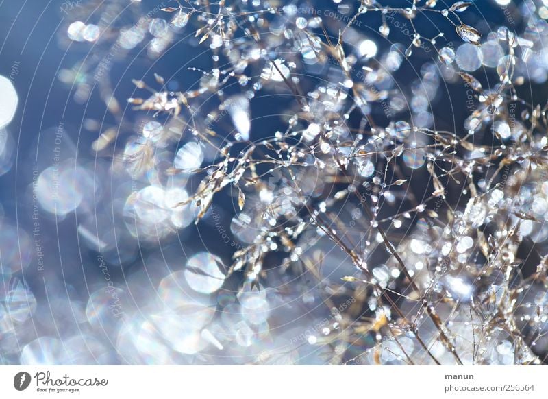 winter grass Drops of water Autumn Winter Plant Grass Bushes Freeze Glittering Authentic Fantastic Cold Wet Natural Blue Colour photo Exterior shot Close-up