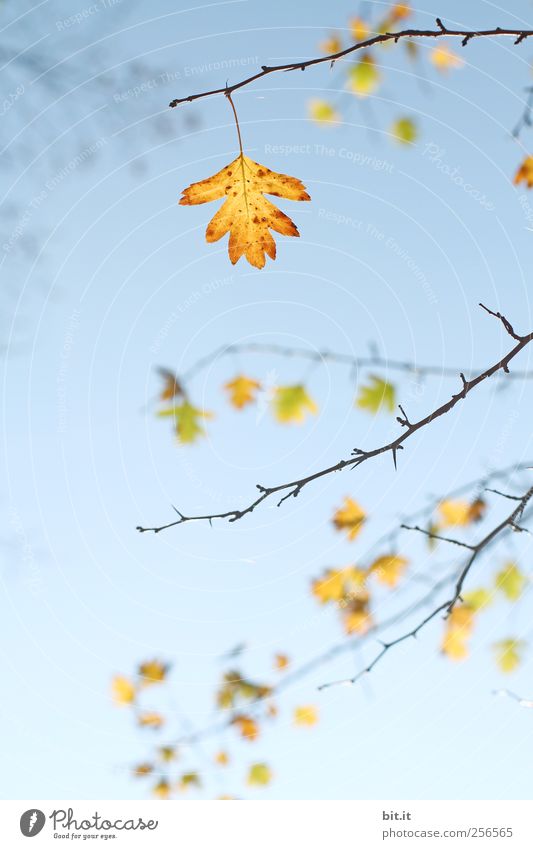 seven-ended Harmonious Senses Calm Meditation Decoration Environment Nature Plant Air Sky Cloudless sky Autumn Beautiful weather bushes Foliage plant hang Blue