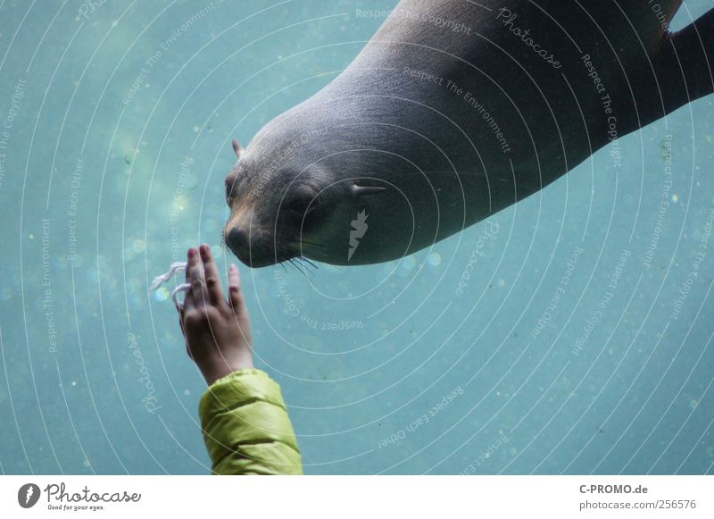 Animal Encounter Human being Child Hand 1 Water Wild animal Looking Interest Seals Zoo Aquarium Underwater aquarium Gray seal Colour photo Day