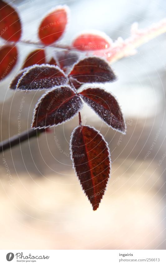 ice age Garden Nature Plant Winter Ice Frost Leaf Agricultural crop Rose leaves Beautiful Cold Natural Blue Pink Red Romance Life Seasons Colour photo