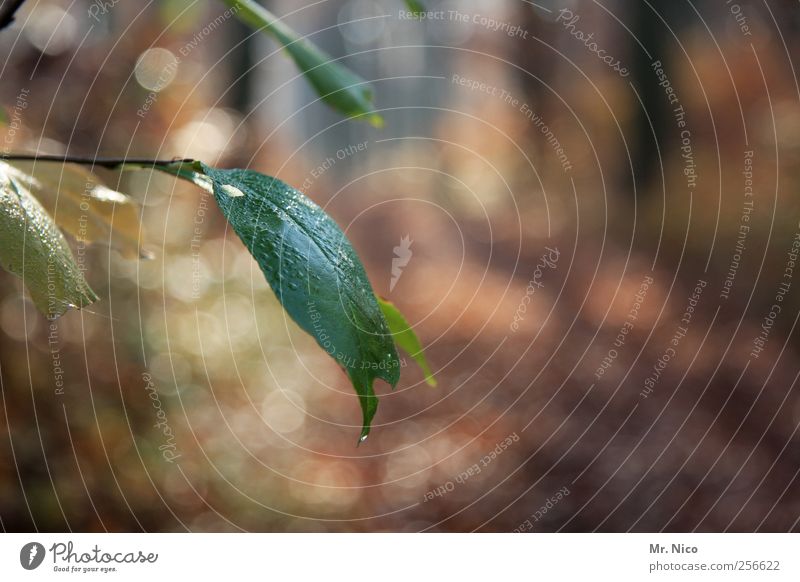 automne Environment Nature Drops of water Summer Autumn Plant Bushes Leaf Forest Green Foliage plant Growth Transience Autumnal Clearing Dew as fresh as a daisy