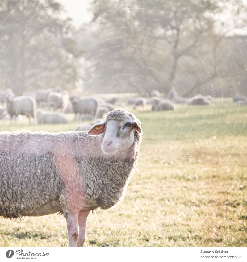 Chamansülz, goodbye. Animal Farm animal Wild animal Looking Elegant Sheep Flock Sheepskin Meadow Pasture Fence Captured Light Tree Exterior shot Deserted