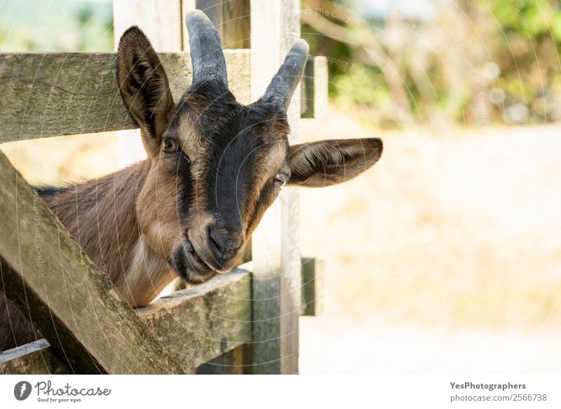 Young goat chewing Nature Animal Farm animal Animal face 1 Friendliness Happiness Funny Brown agriculture animals Chew Strange Domestic farm animals