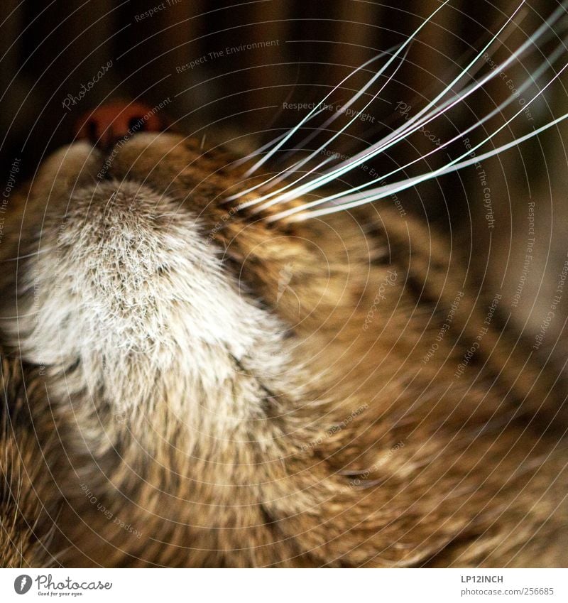 Kitty Cat Pet 1 Animal Cute Pelt Whisker Sleep Colour photo Interior shot Close-up Deserted Evening Artificial light Shallow depth of field