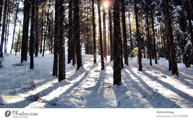 through the forest Environment Nature Landscape Plant Sun Sunlight Winter Weather Beautiful weather Ice Frost Snow Tree Forest Stand Tall Cold Back-light