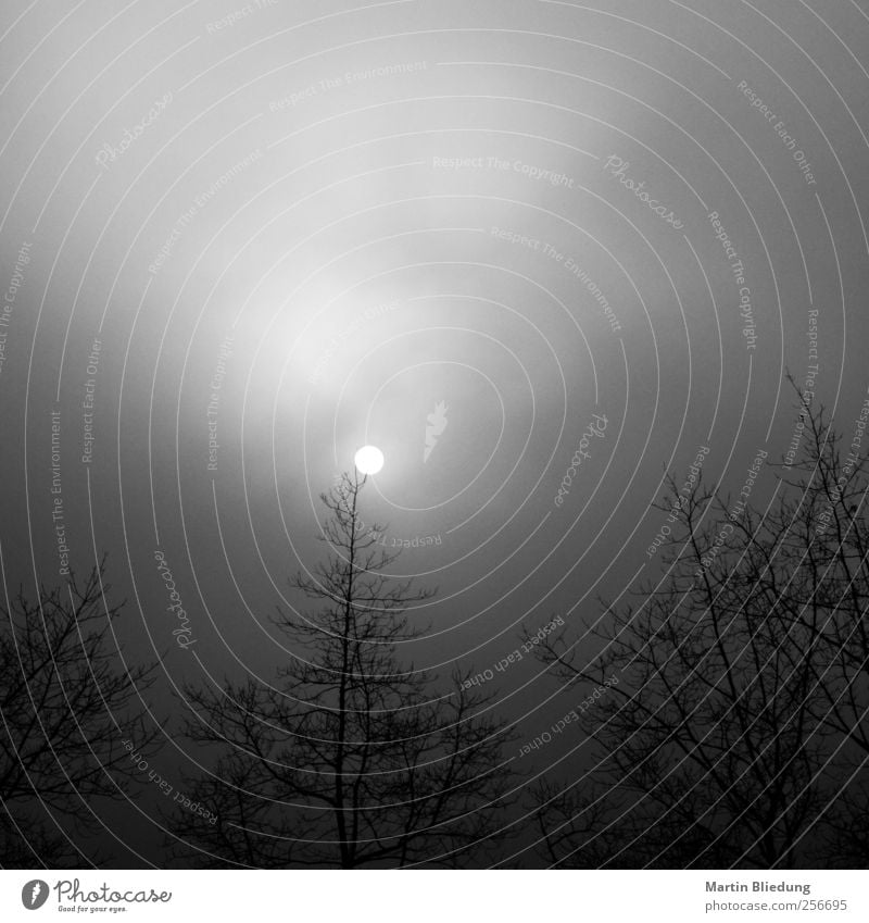 ... Sky Sun Fog Tree Dark Creepy Cold Gray Black White Moody Nature Branch Haze Worm's-eye view Black & white photo Exterior shot Deserted Copy Space left