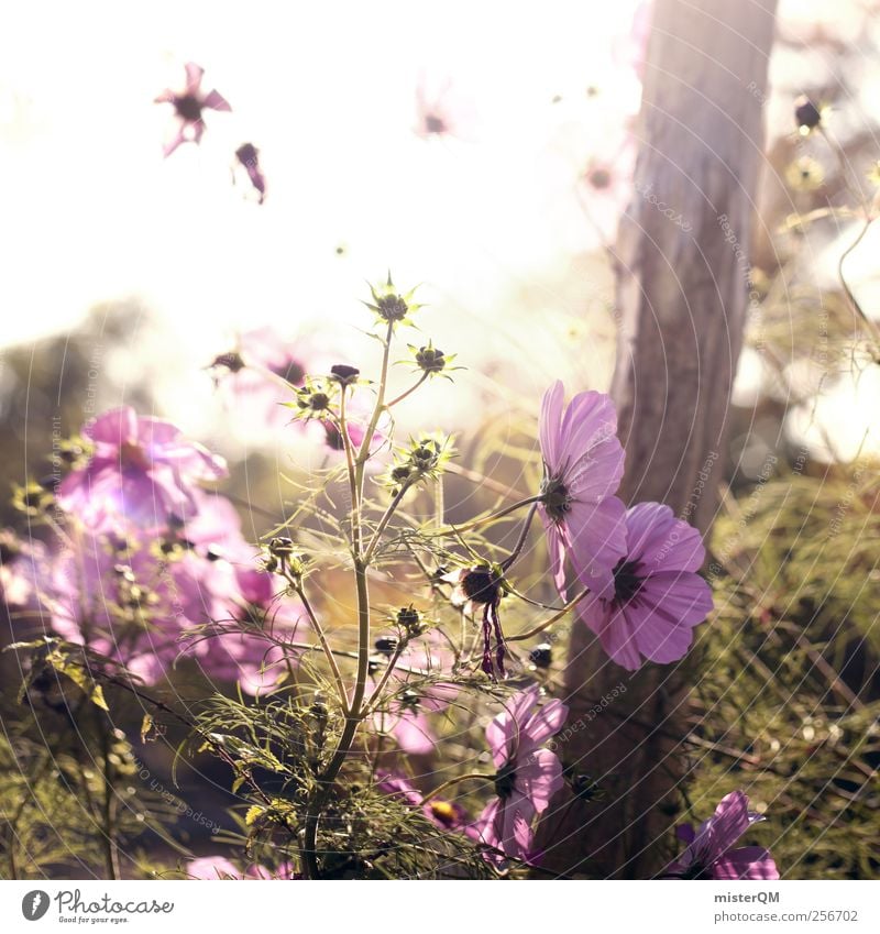 A Good Day. Environment Nature Landscape Plant Esthetic Contentment Idyll Calm Rest Remote Violet Garden Flower Flower meadow Window box Meadow Meadow flower