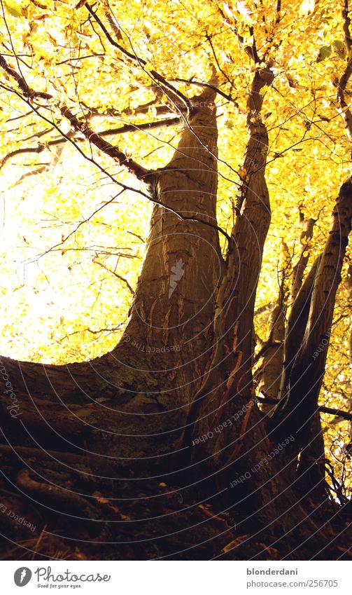 Pillars of the earth! Environment Nature Autumn Tree Park Deserted Thin Strong Conscientiously Serene Calm Loneliness Clump of trees Leaf canopy Column Root