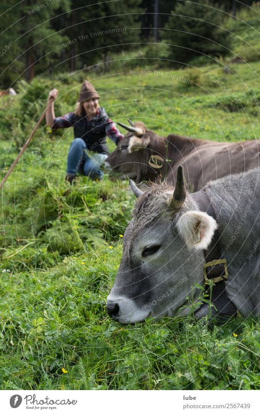 Hirtamadl Agriculture Forestry Young woman Youth (Young adults) Nature Landscape Pet Cow Observe Mountain pasture alpine shepherd Federal State of Tyrol