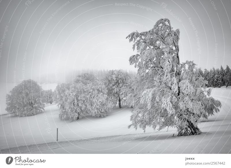 Snowy winter landscape with snow-covered trees, fog in the background Snowscape Winter Winter forest Fog Winter mood Winter's day Nature Deserted Tree